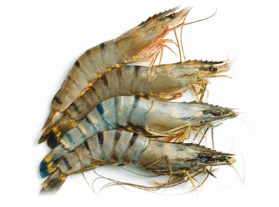 Cuisine Gourmet gamba black tiger 8/12 1kg