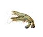 Gamba Bt 16/20 Biebuyck 1Kg